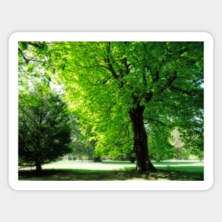 Boy sitting under the tree Sticker